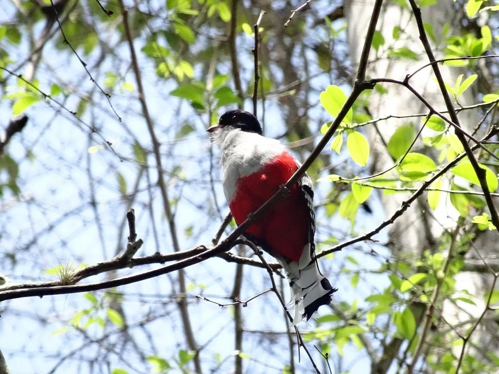 Tocororo, Ave Nacional de Cuba